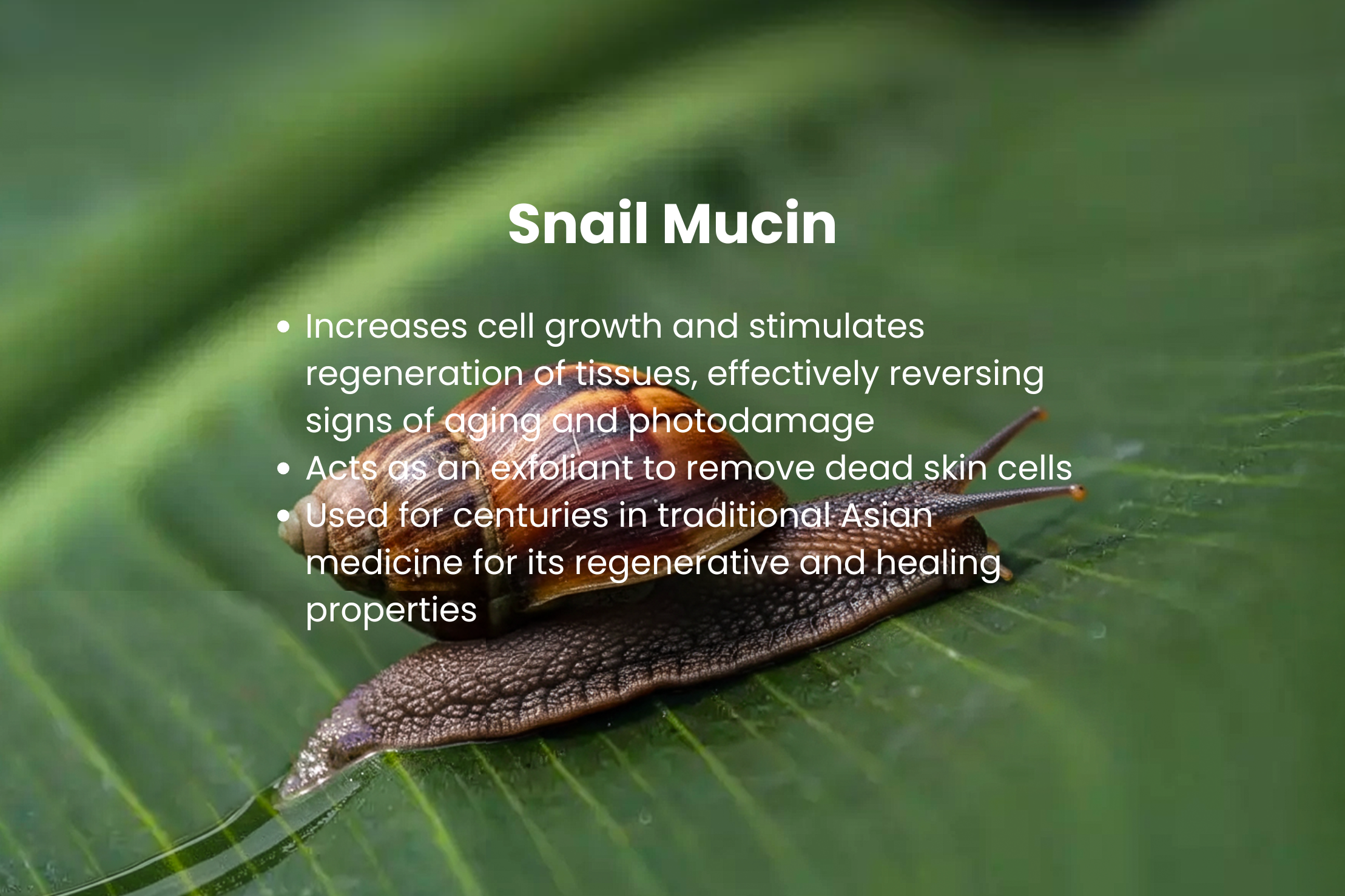 Snail Mucin